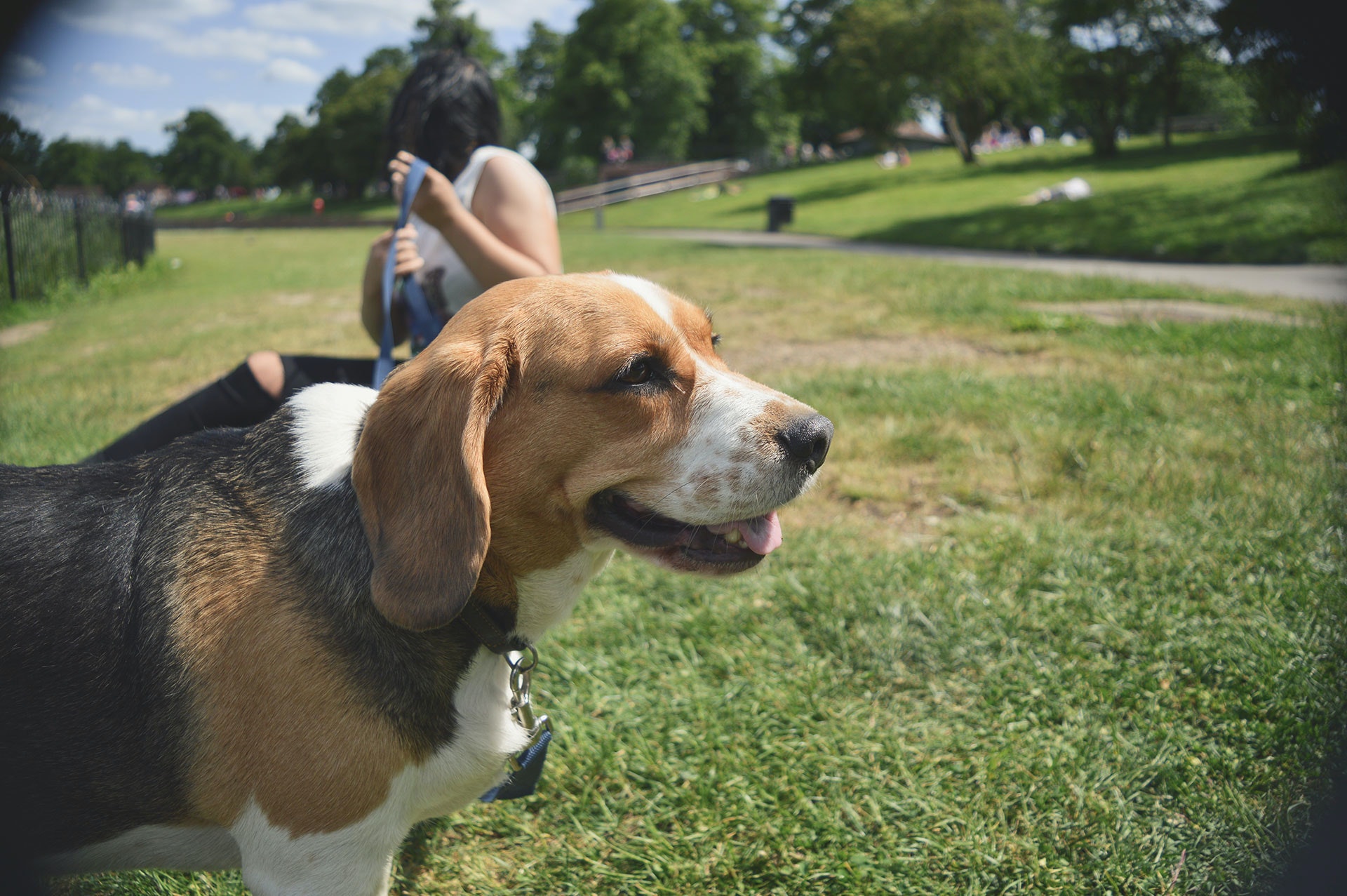 why is my beagle breathing fast?