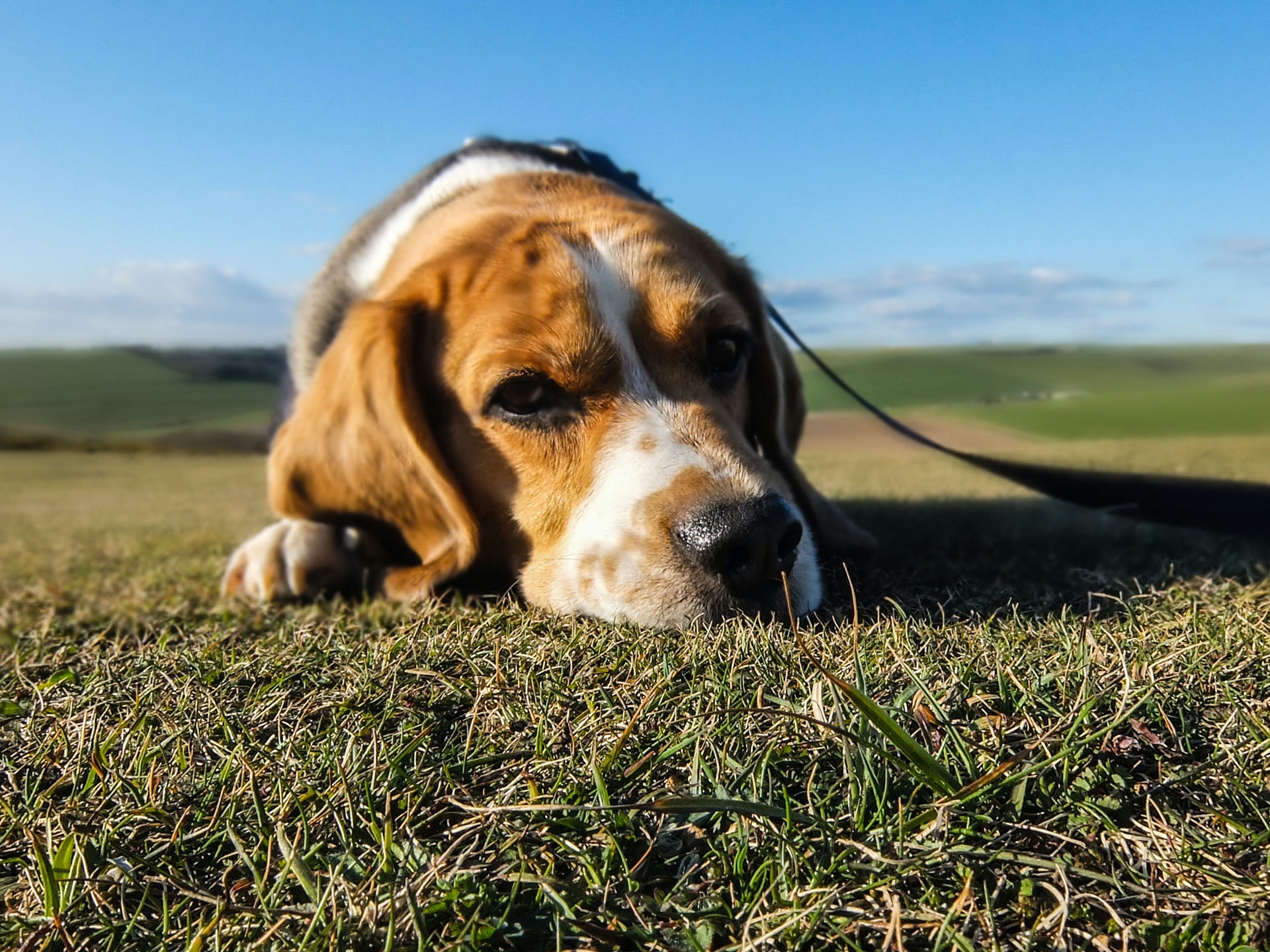 is my beagle depressed?