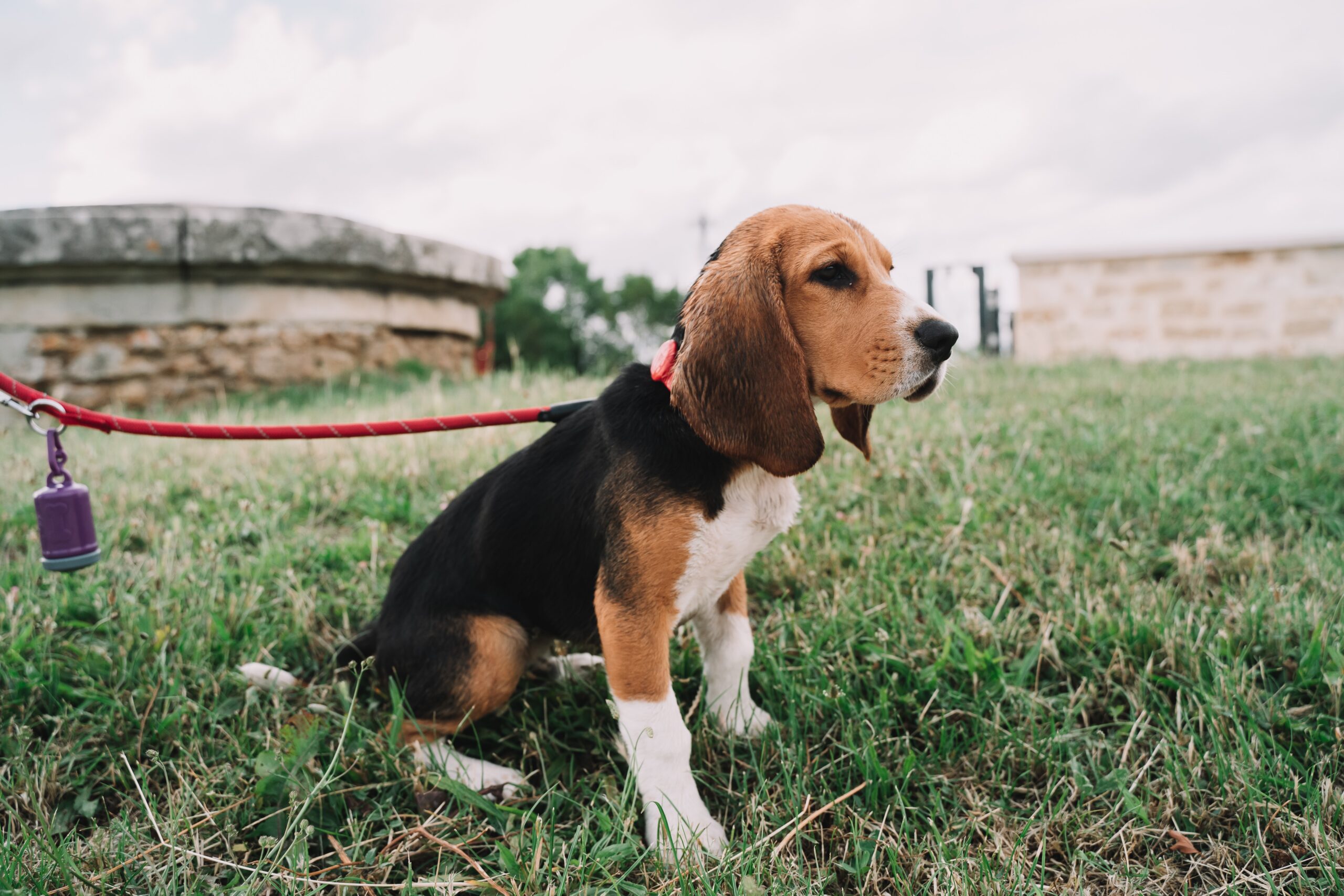 why is my beagle so skinny?