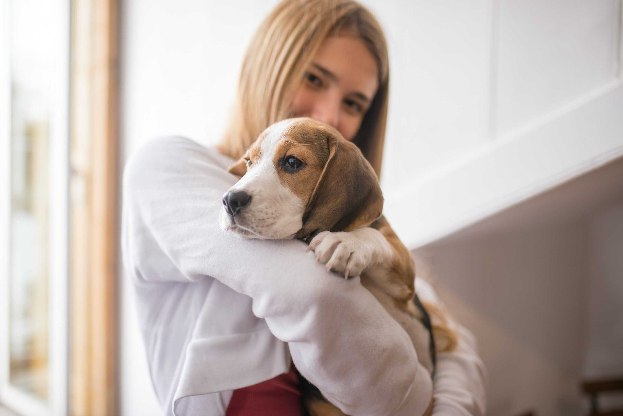 is beagle breeding profitable?