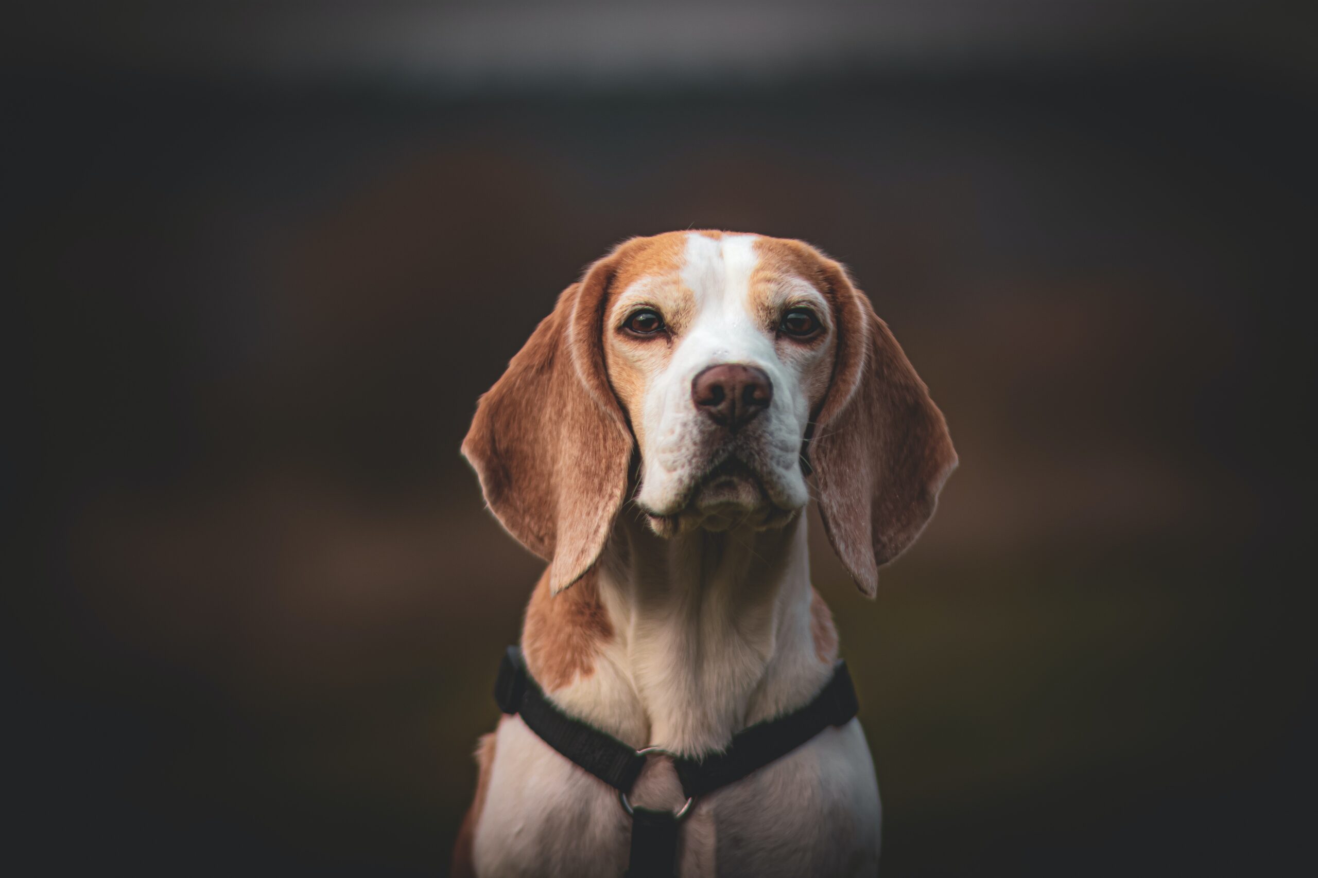 are beagles high maintenance?