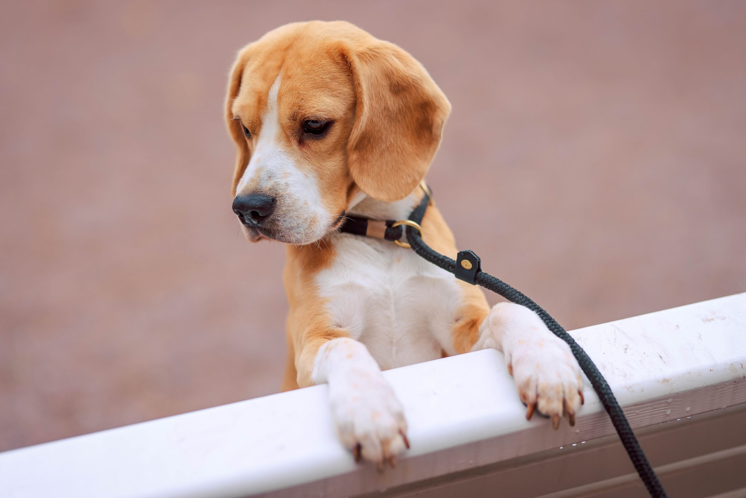 can beagles climb fences?