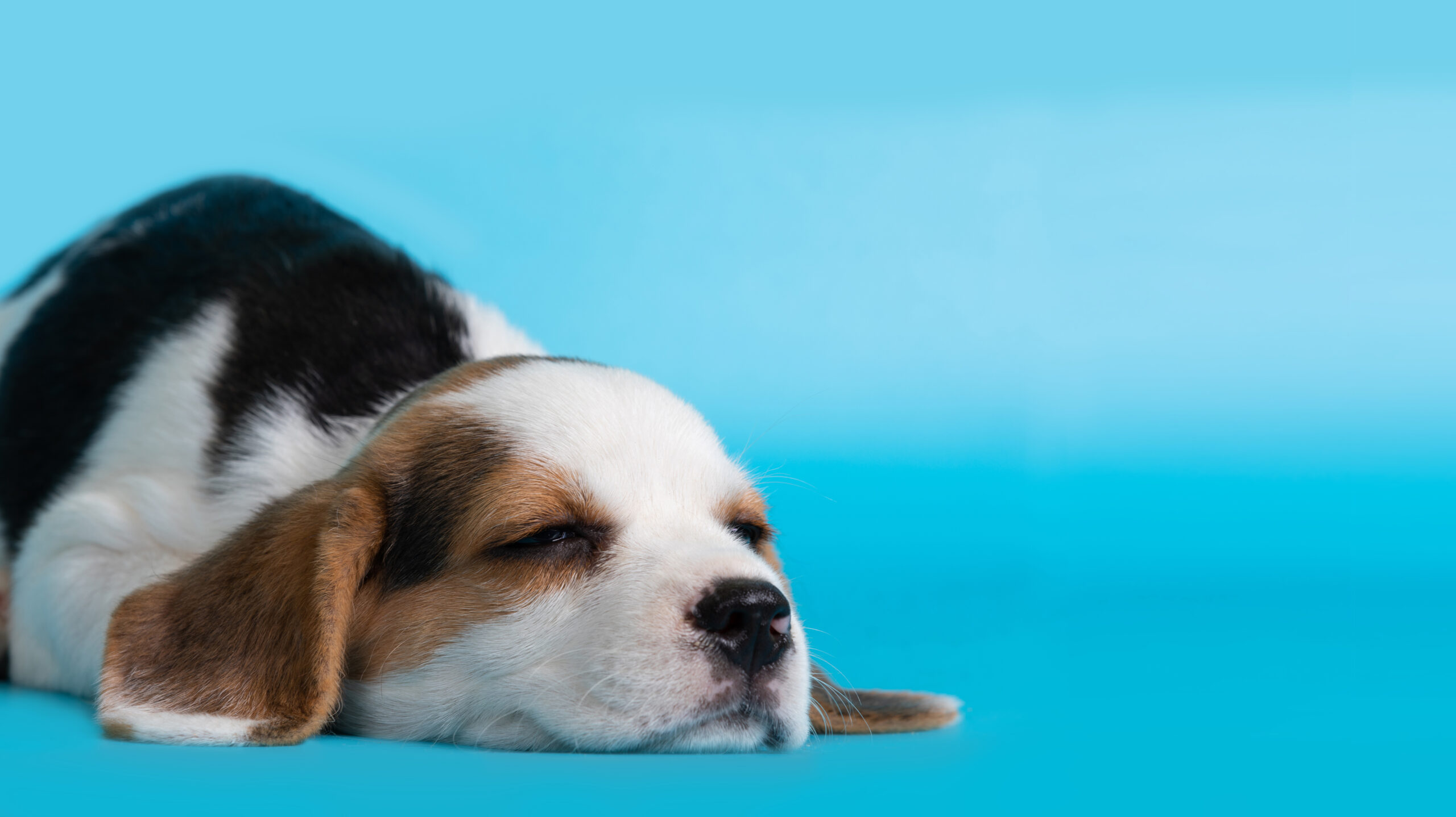 beagles cranky when tired