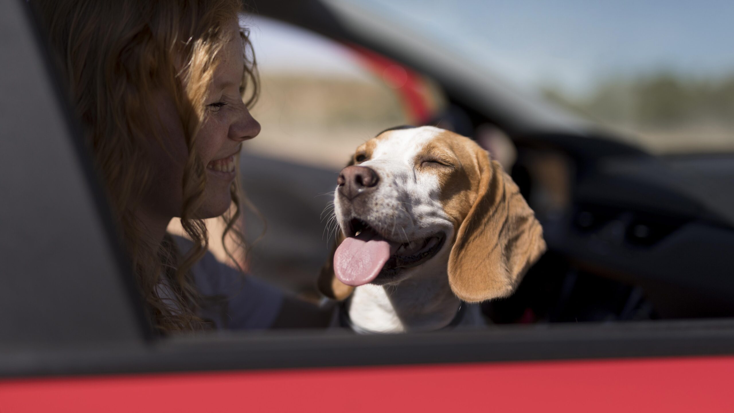 do beagles get carsick?