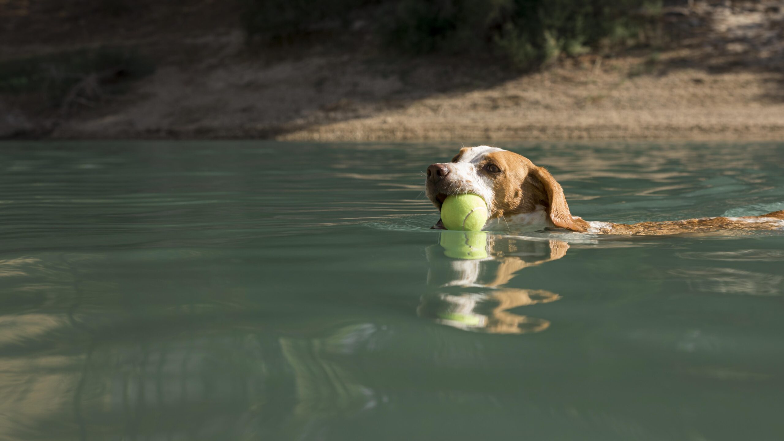 can beagles dock dive?