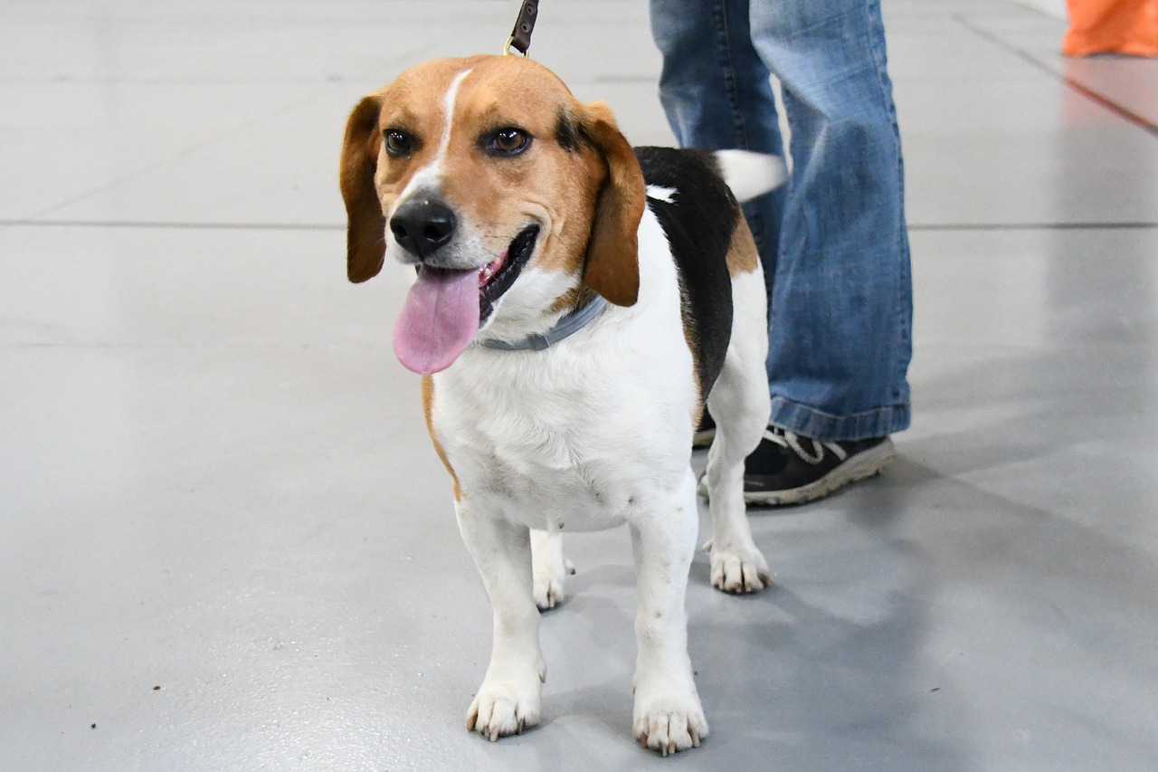 how often should you walk your beagle?