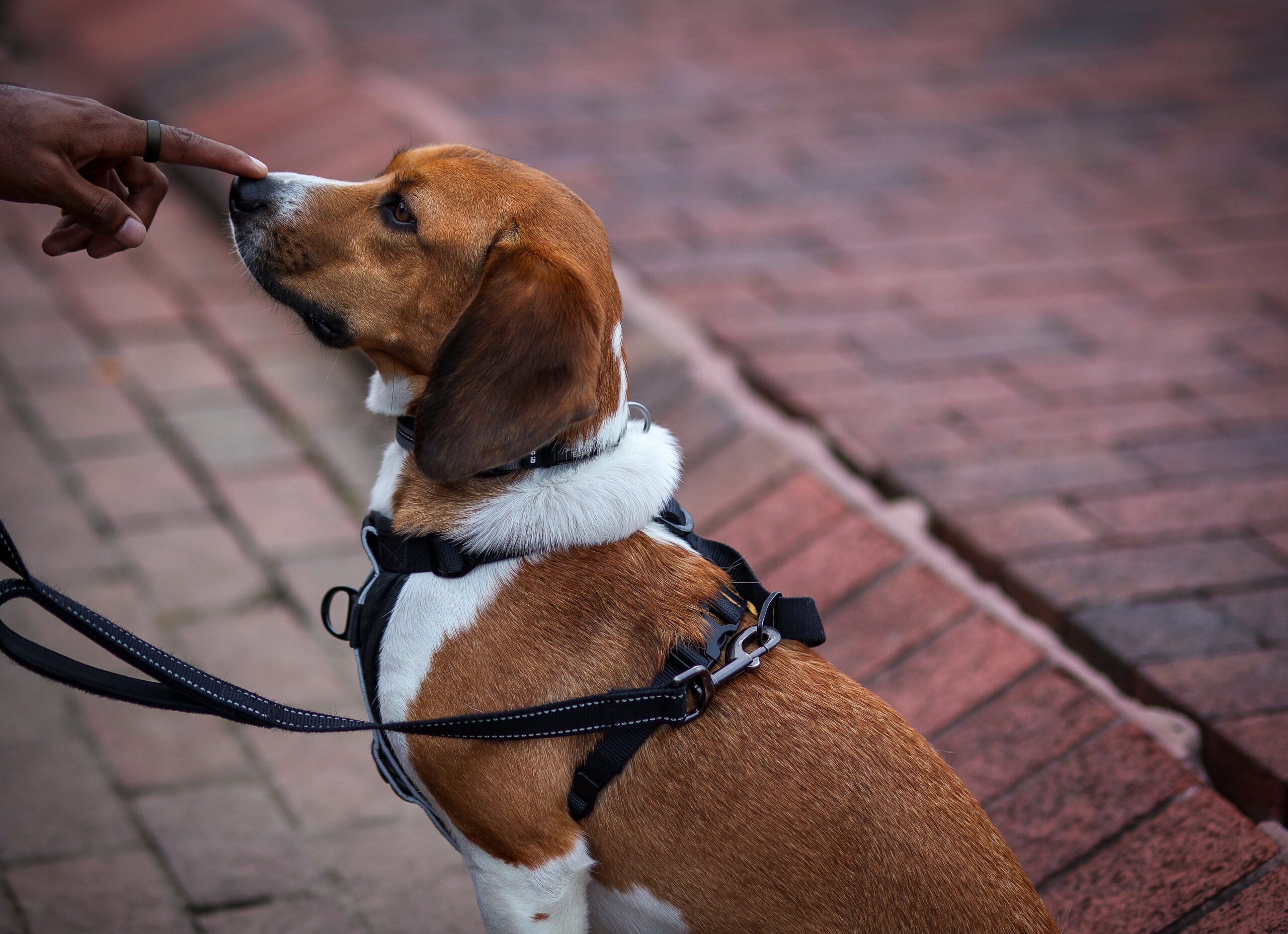 how car can beagles smell?