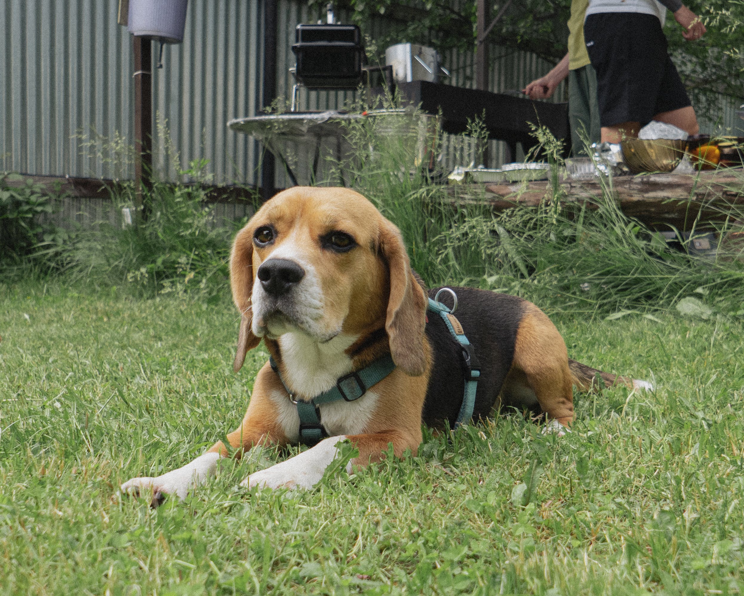 best beagle harnesses