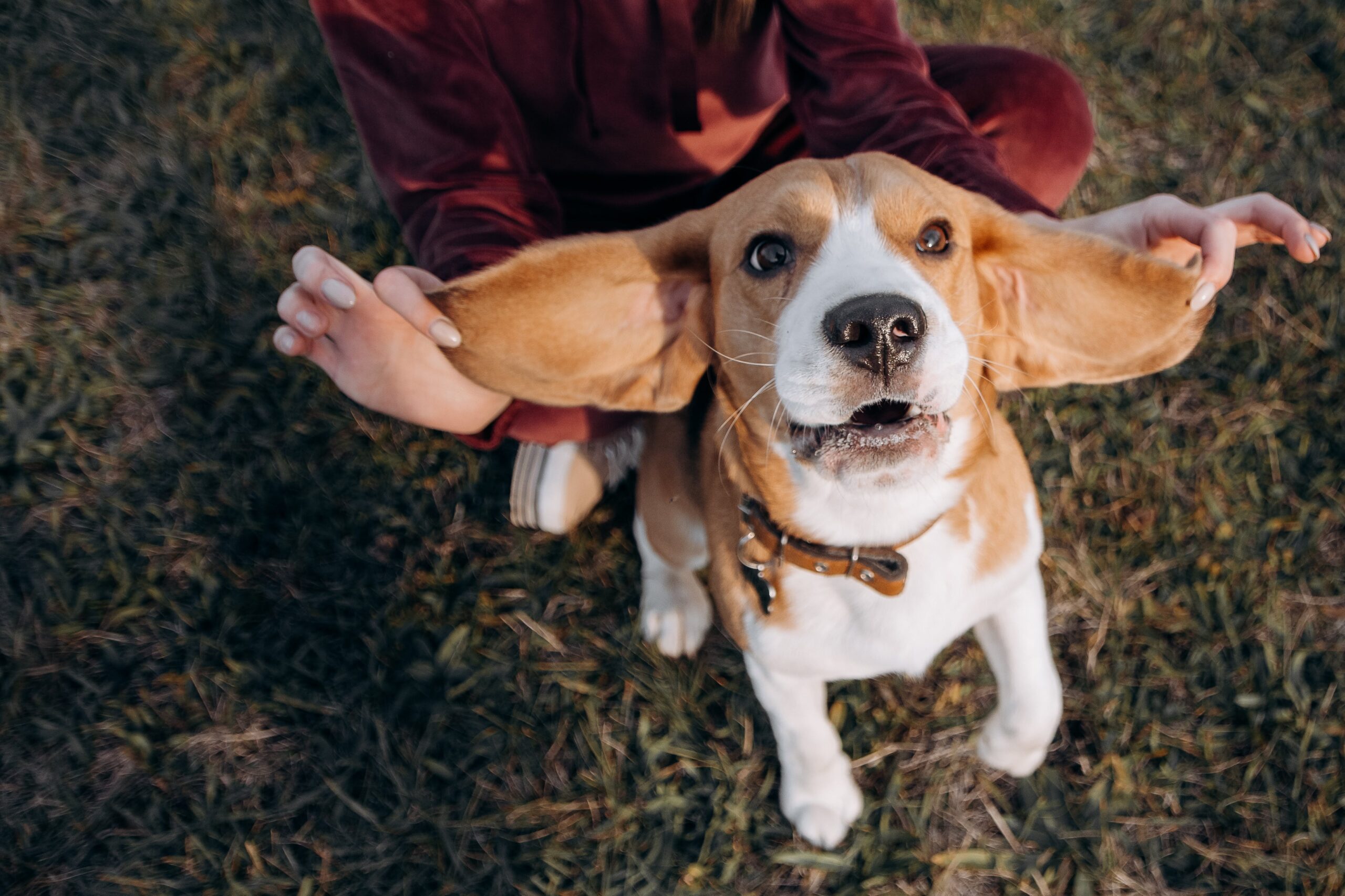 Why Do Beagles Have Big, Long & Floppy Ears?