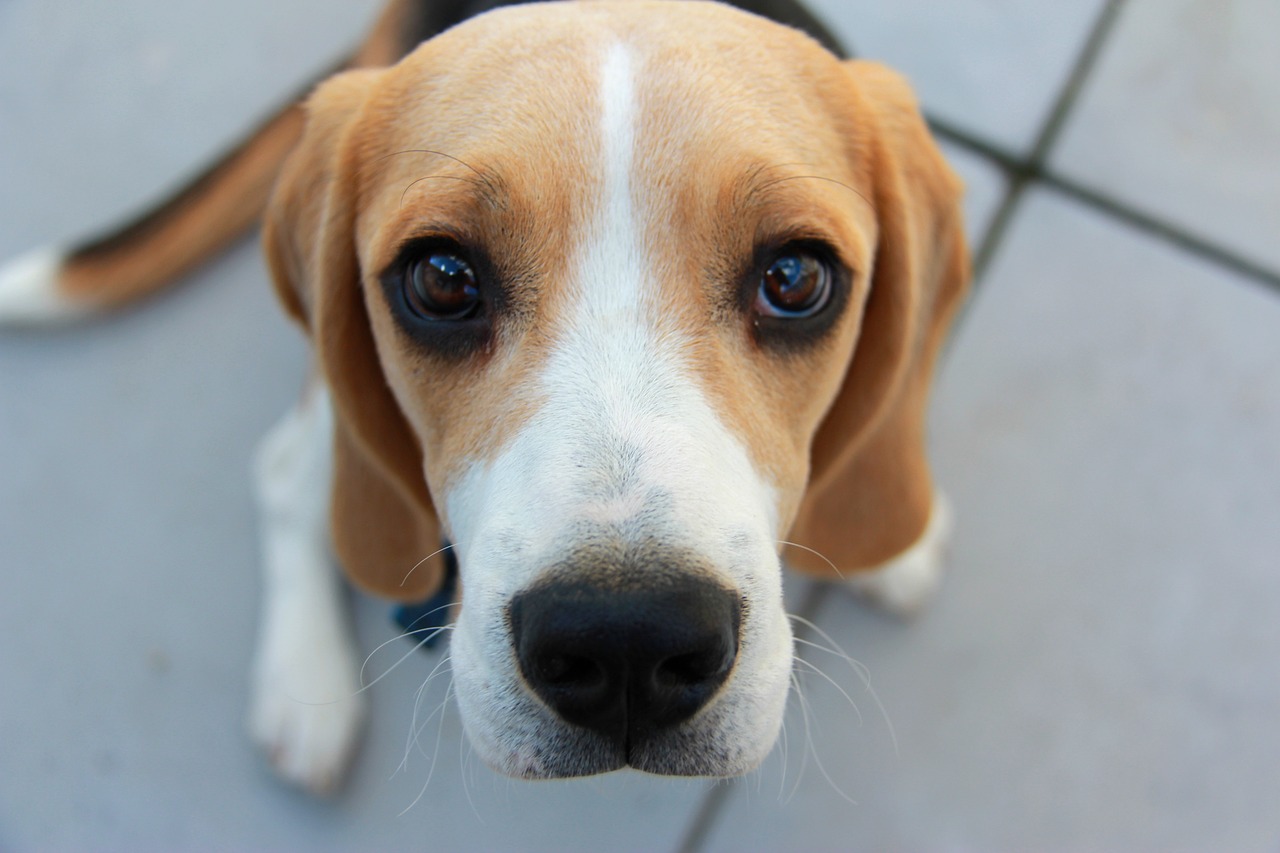 best beagle names