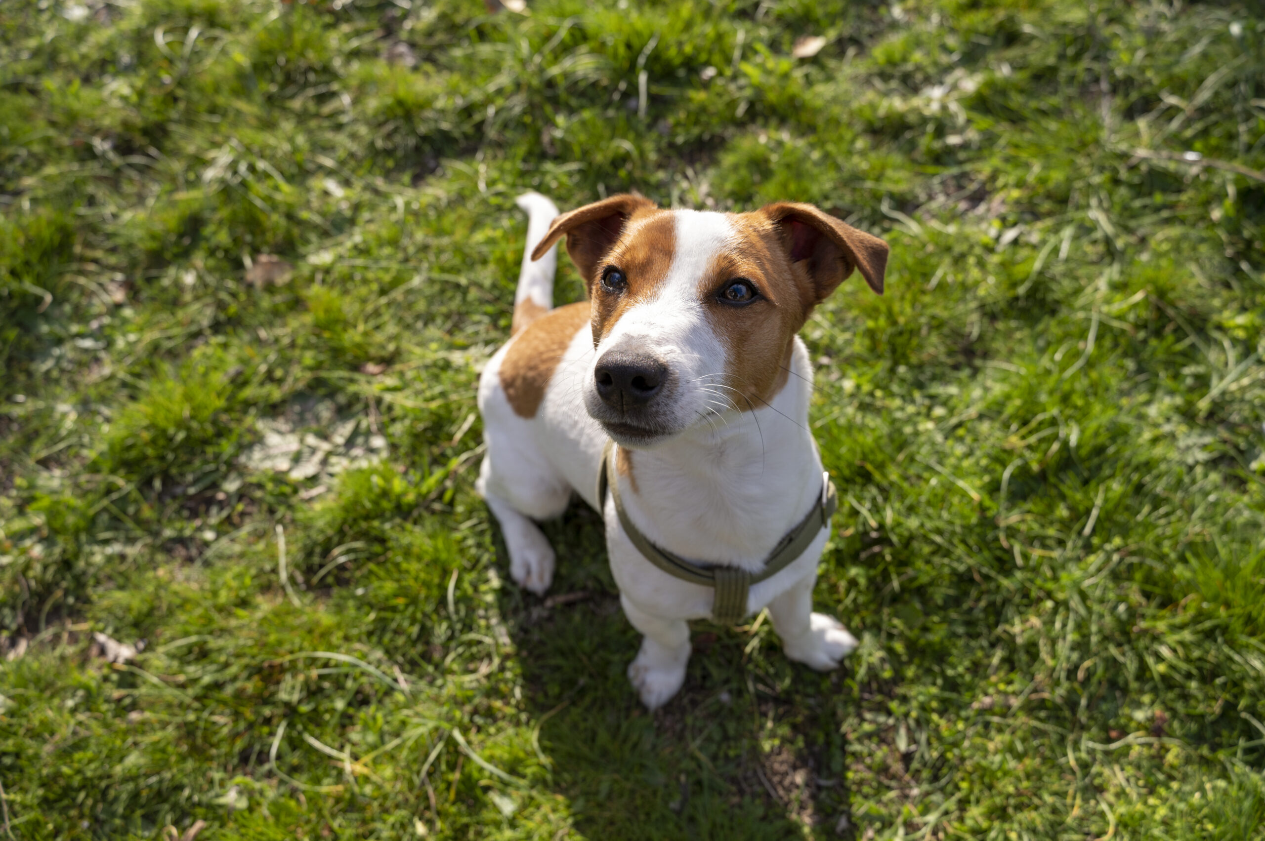 are beagles and jack russells related?