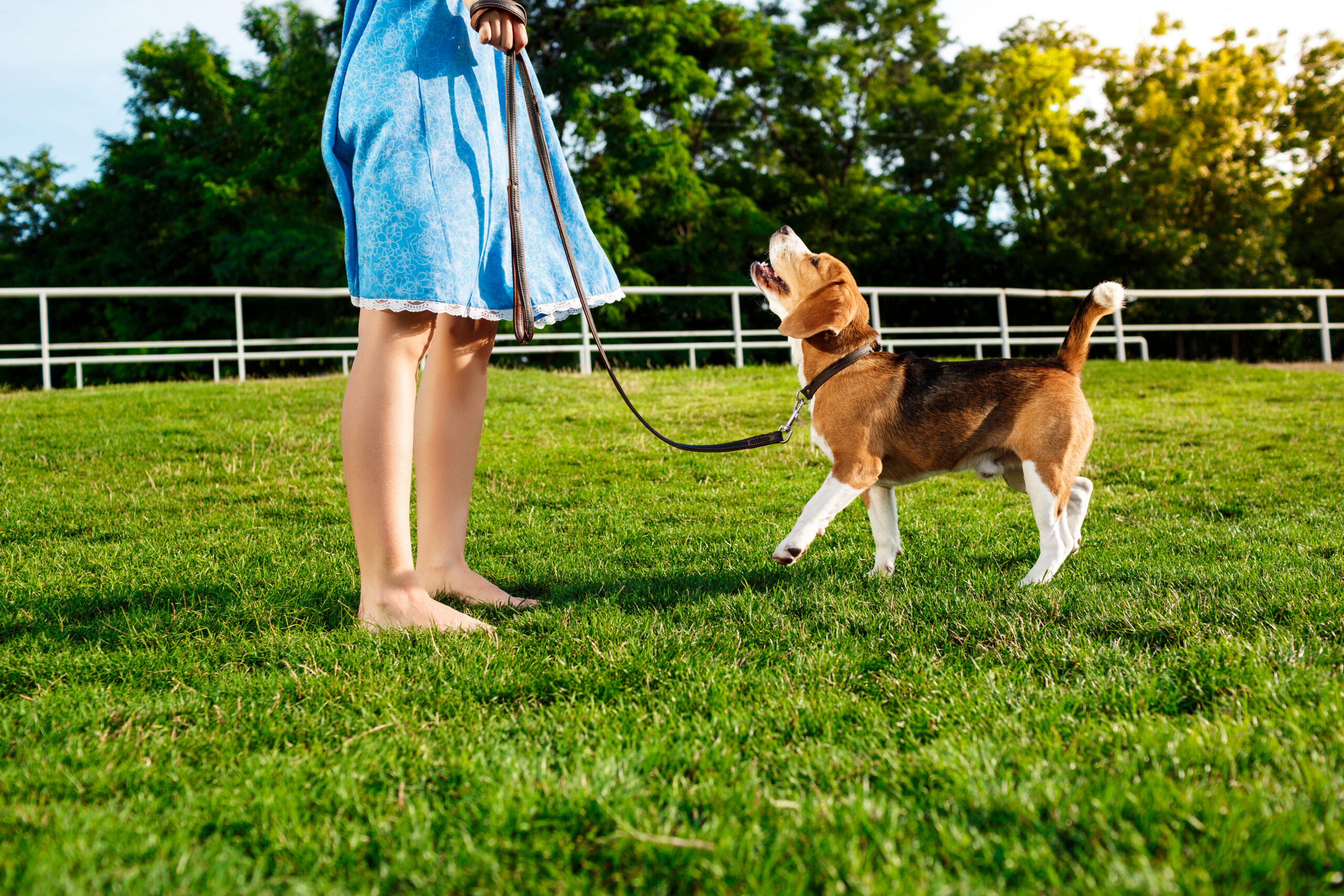 12 easy commands to train beagles